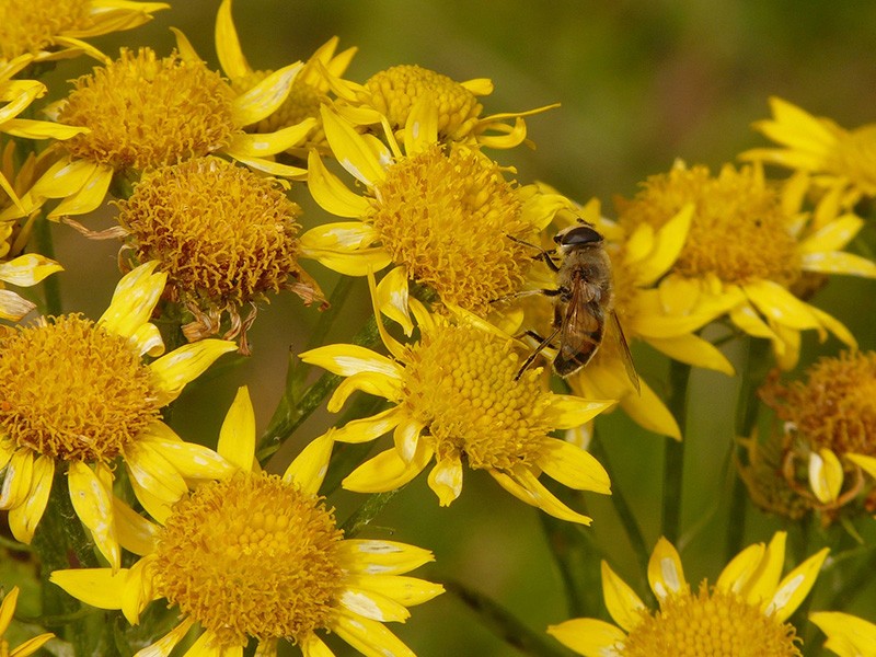 Arnica também ameniza as dores da alma
